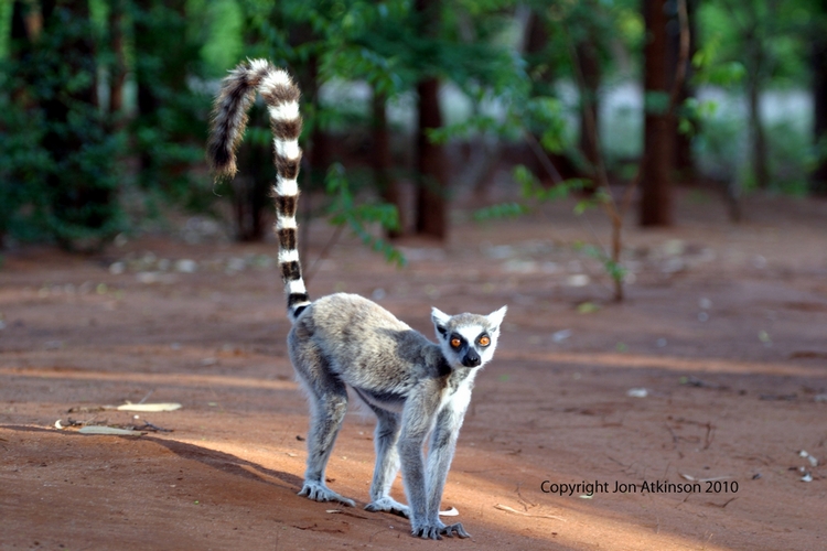 Ring-Tailed Lemur